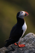 The Arctic Puffin - Fine Art Print